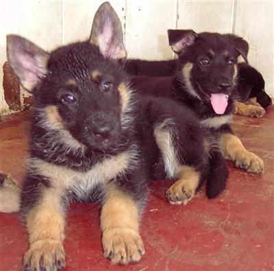 German Shepherd Puppies for Sale